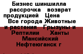 Бизнес шиншилла, рассрочка - возврат продукцией › Цена ­ 4 500 - Все города Животные и растения » Грызуны и Рептилии   . Ханты-Мансийский,Нефтеюганск г.